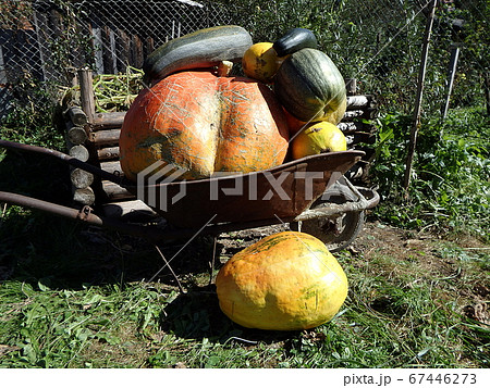 Autumn still life with pumpkins Autumn still life with pumpkins 67446273