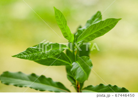 Fresh bay leaf is growing in the garden 67446450