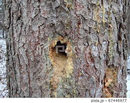 Hole in tree trunk Hole in tree trunk 67446977