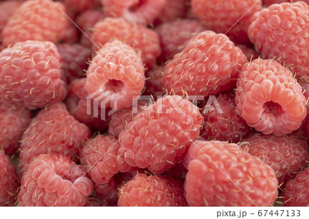 Fresh raspberries background. Close up photo of sweet forest berries. 67447133