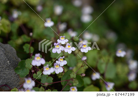 ツタバウンランの花 ツタバウンランの花 67447199