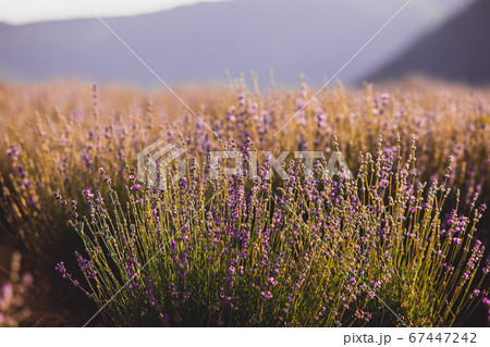 The plantation where wonderful lavender is grown 67447242