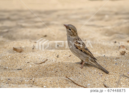 little sparrow little sparrow 67448875