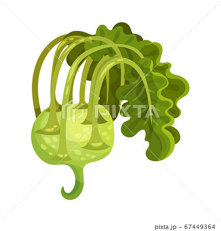 Kohlrabi or Kale Turnip as Raw Salad Ingredient Vector Illustration 67449364