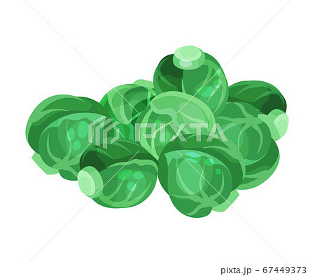 Green Brussels Sprout Cabbage as Raw Salad Ingredient Vector Illustration 67449373