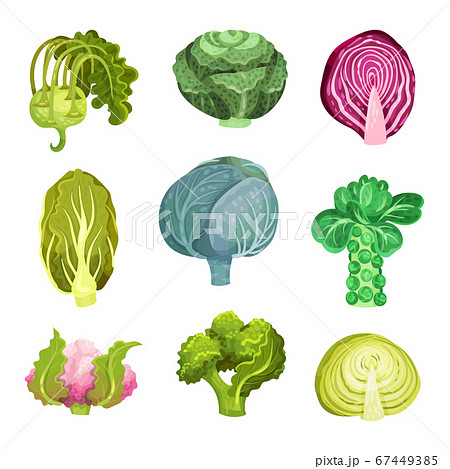Different Cabbage with Broccoli and Pak Choi Vector Set Different Cabbage with Broccoli and Pak Choi Vector Set 67449385