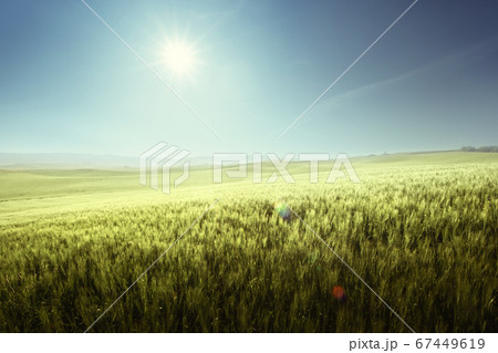 Green field of wheat in Tuscany, Italy 67449619