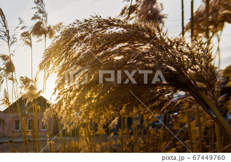 Big feaser of reed on foreground and abandoned houses on background. 67449760