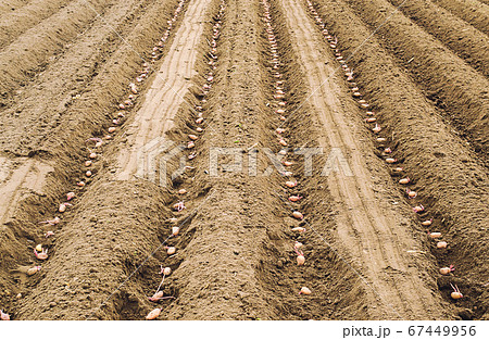 Seed sprouted potatoes are planted in rows in the ground before soil digging closing. The process of planting a potato plantation. Farming and agricultural industry. Agribusiness. Soil preparation. Seed sprouted potatoes are planted in rows in the ground before soil digging closing. The process of planting a potato plantation. Farming and agricultural industry. Agribusiness. Soil preparation. 67449956