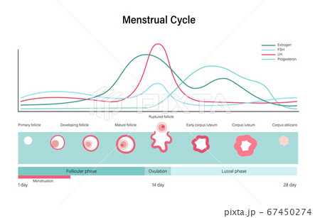 Reproductive system concept 67450274