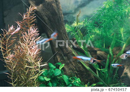 ロタラ ロトンディフォリアの綺麗な水草 67450457