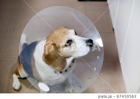 エリザベスカラーをつけたビーグル犬 67450563