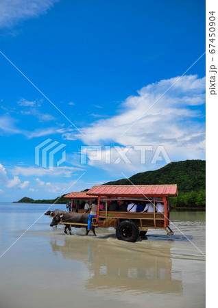 西表島の水牛車 67450904