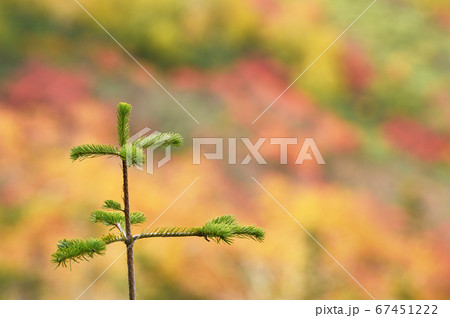 銀泉台の紅葉(北海道・上川町・大雪山系) 銀泉台の紅葉(北海道・上川町・大雪山系) 67451222