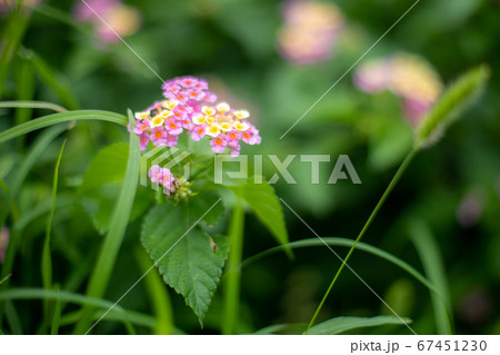 ランタナの花 ランタナの花 67451230