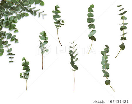 Set of decorative green eucalyptus branches on white background. Plant for floral design card. Set of decorative green eucalyptus branches on white background. Plant for floral design card. 67451421