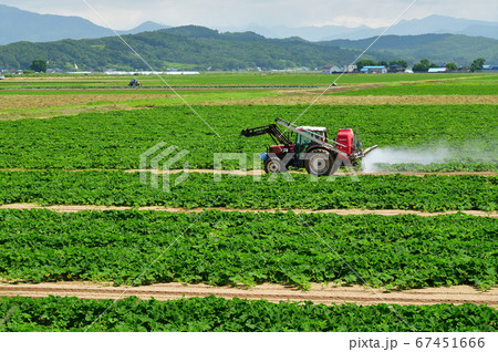 北海道江差町でカボチャ畑の防除作業をする夏の風景を撮影 67451666