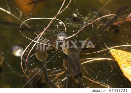 モリアオガエルのオタマジャクシの写真素材