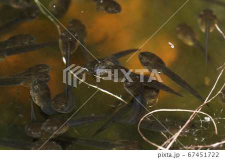 モリアオガエルのオタマジャクシ 67451722