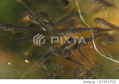 モリアオガエルのオタマジャクシ モリアオガエルのオタマジャクシ 67451723
