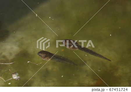 モリアオガエルのオタマジャクシ 67451724