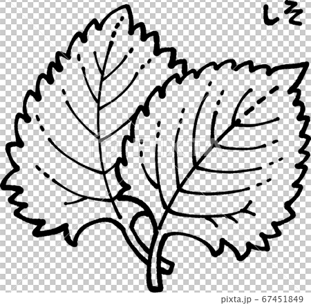 Shiso line drawing illustration 67451849