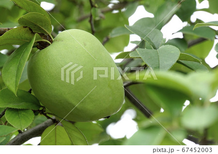 カリンの実 カリンの実 67452003