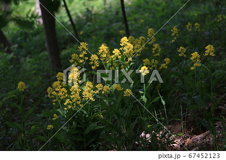 木漏れ日に輝くキンラン 67452123