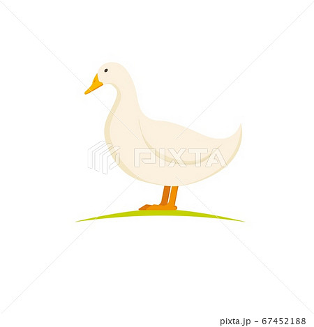 Domestic layer duck. White pekin duck on white background. Poultry farm birds. 67452188