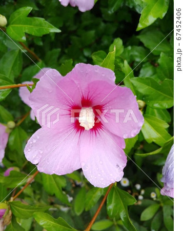 ムクゲ 花 菊 67452406