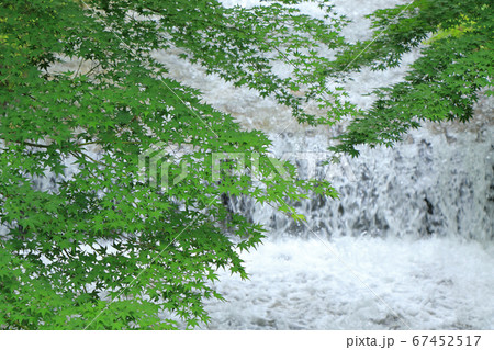 楓の青葉 夏の牛伏川 楓の青葉 夏の牛伏川 67452517