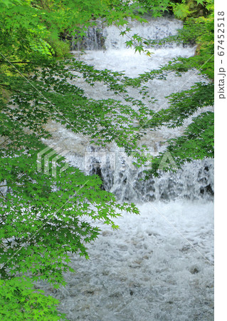 楓の青葉 夏の牛伏川 楓の青葉 夏の牛伏川 67452518