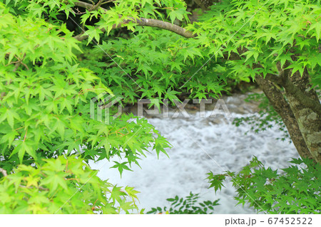 楓の青葉 夏の牛伏川 楓の青葉 夏の牛伏川 67452522