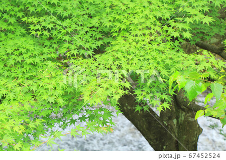 楓の青葉　夏の牛伏川 67452524