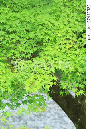 楓の青葉　夏の牛伏川 67452525