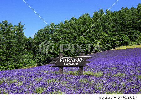 北海道　ふらのワインハウスラベンダー園 67452617