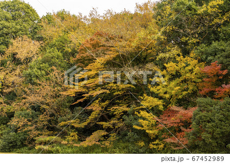 日本の四季　紅葉の季節 67452989