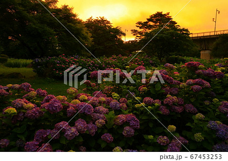 岩手県北上市 朝焼けの紫陽花の花の写真素材