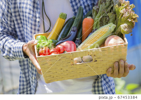 野菜を収穫する男性 野菜を収穫する男性 67453384