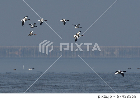 ツクシガモ飛翔 67453558