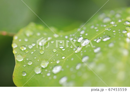 朝露のある草 67453559