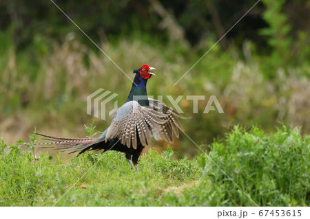 キジの母衣打ち 67453615