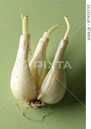 緑色の背景紙を使って撮影した調理前のらっきょう 緑色の背景紙を使って撮影した調理前のらっきょう 67453752