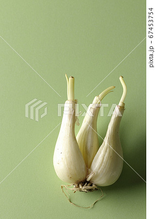 緑色の背景紙を使って撮影した調理前のらっきょう 67453754
