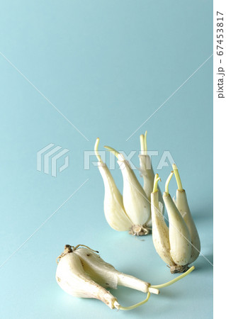 水色の背景紙を使って撮影した調理前のらっきょうの写真素材 [67453817 