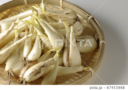 白背景で撮影した笊の中の泥つきラッキョウ 67453988