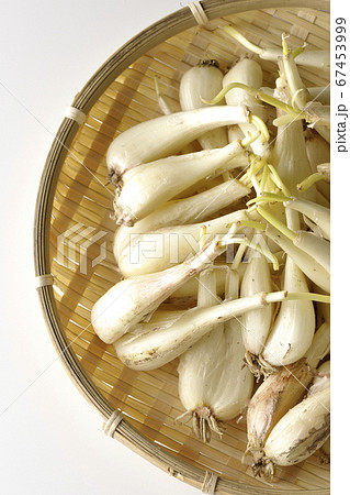白背景で撮影した笊の中の泥つきラッキョウ（俯瞰） 67453999