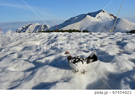 ライチョウ ライチョウ 67454022