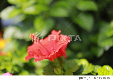 赤いハイビスカスの花 赤いハイビスカスの花 67454040