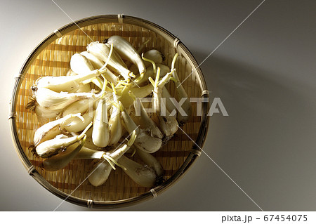 スポットライトがあたる笊の中の泥つきラッキョウ(白背景、俯瞰) スポットライトがあたる笊の中の泥つきラッキョウ(白背景、俯瞰) 67454075